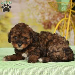 Harley, Havapoo Puppy